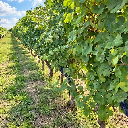 Appartamento Martina's - Centro Di Nelle Langhe *